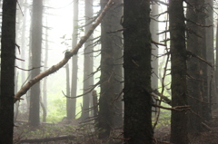 霧雨の森