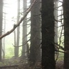 霧雨の森