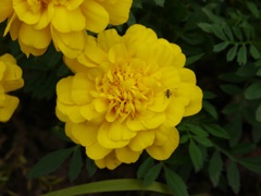 花とアリ