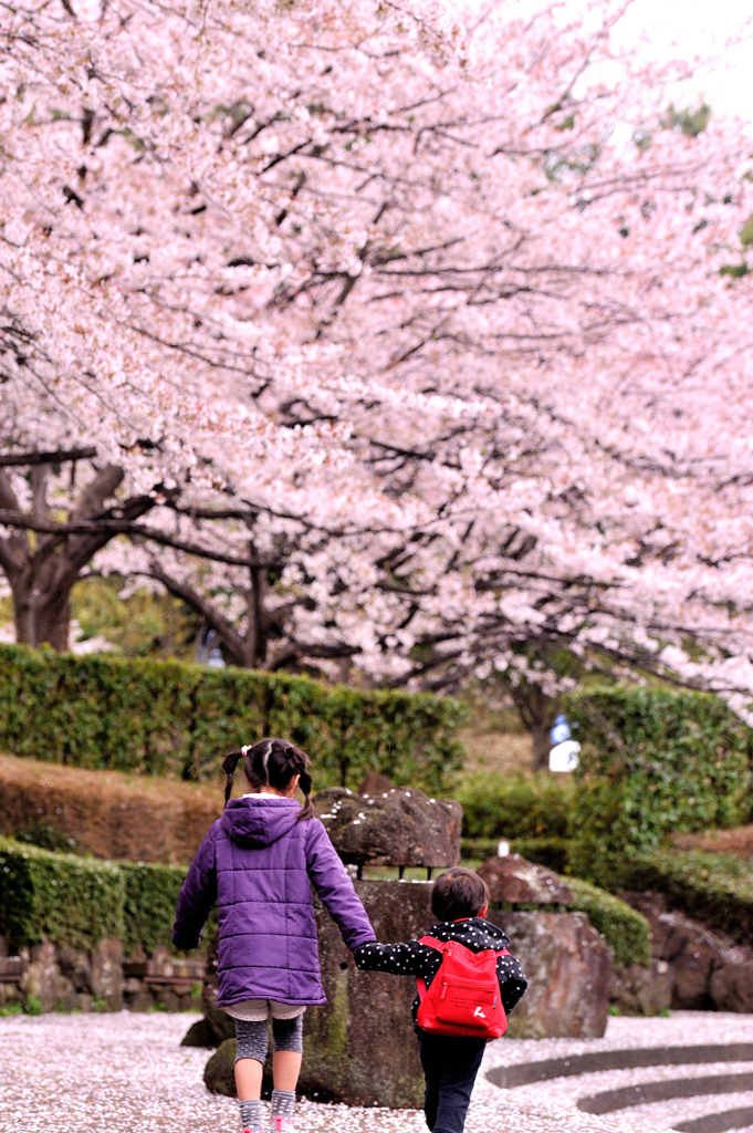 桜の下で