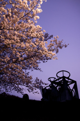 夕桜