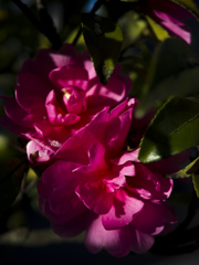 山茶花