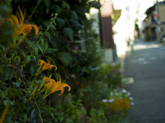 忘れ草の路地