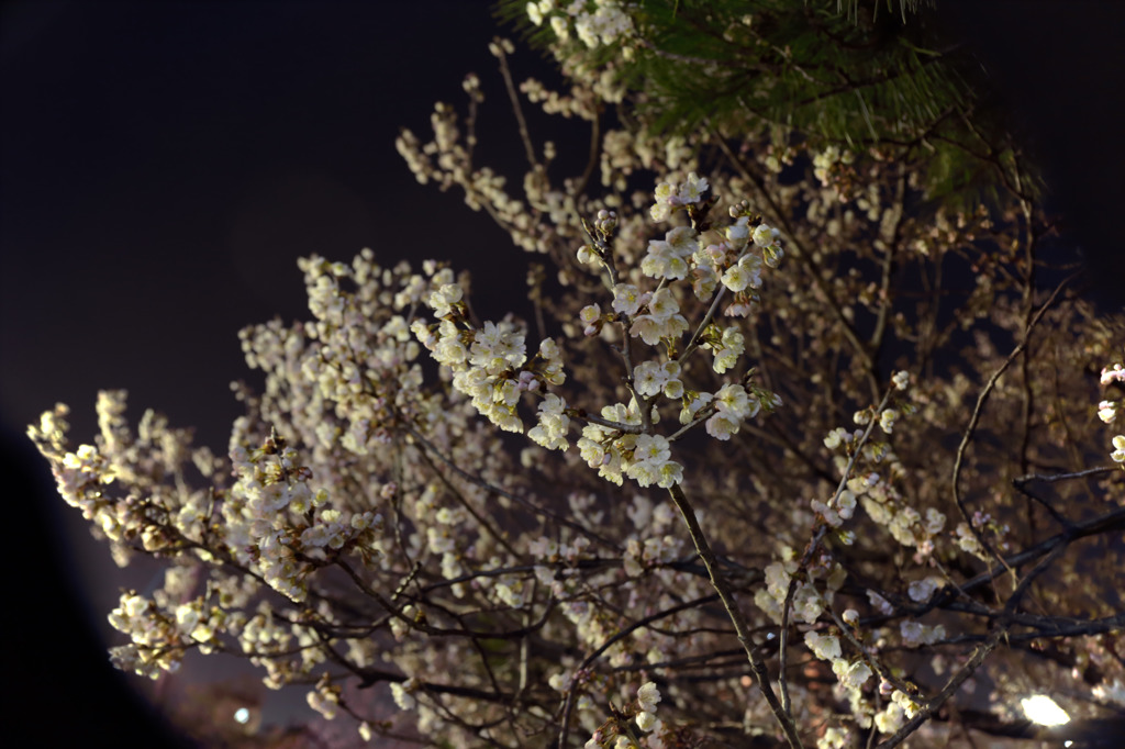 夜桜