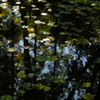 BOTANIKA　2