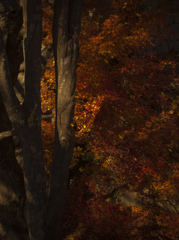 Autumnal leaves3