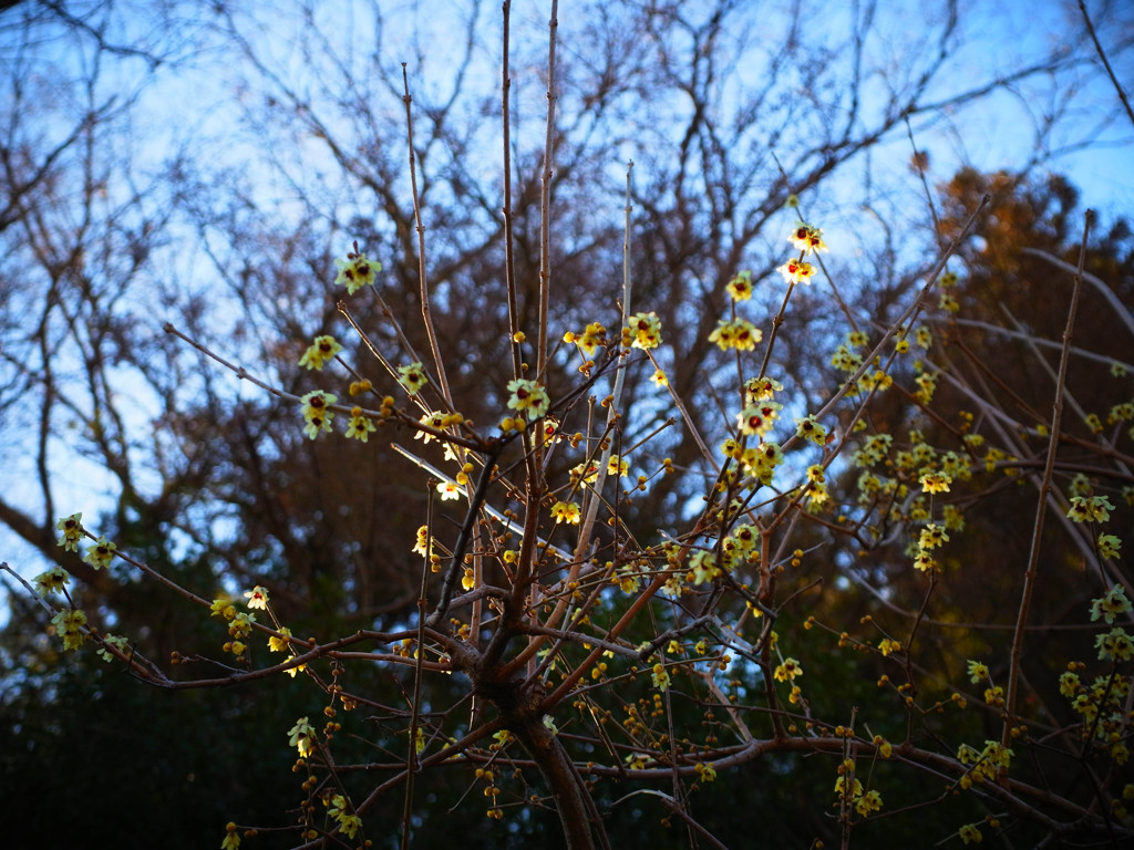 蝋梅