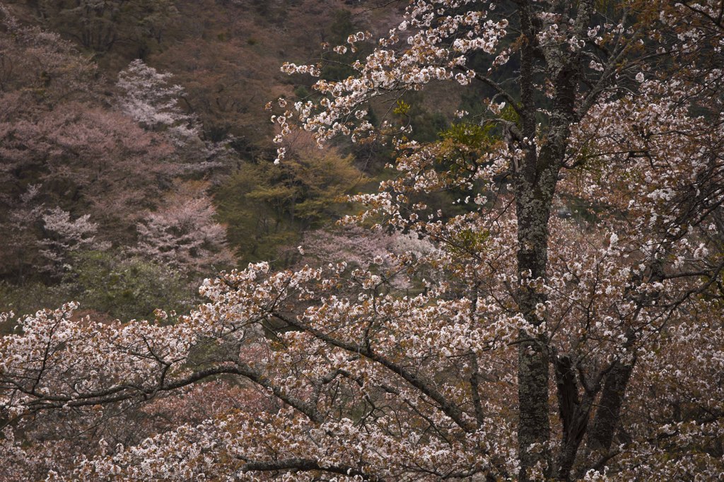 古桜