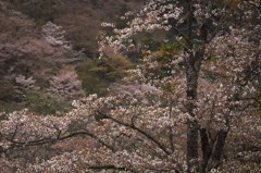 古桜