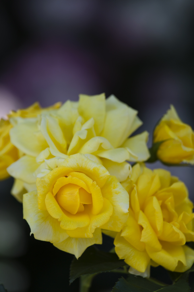 薔薇　大井戸公園　1