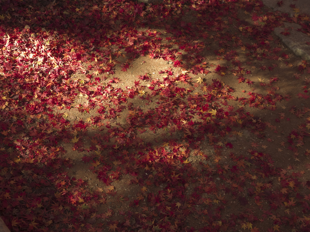 Autumnal leaves2