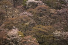 吉野桜