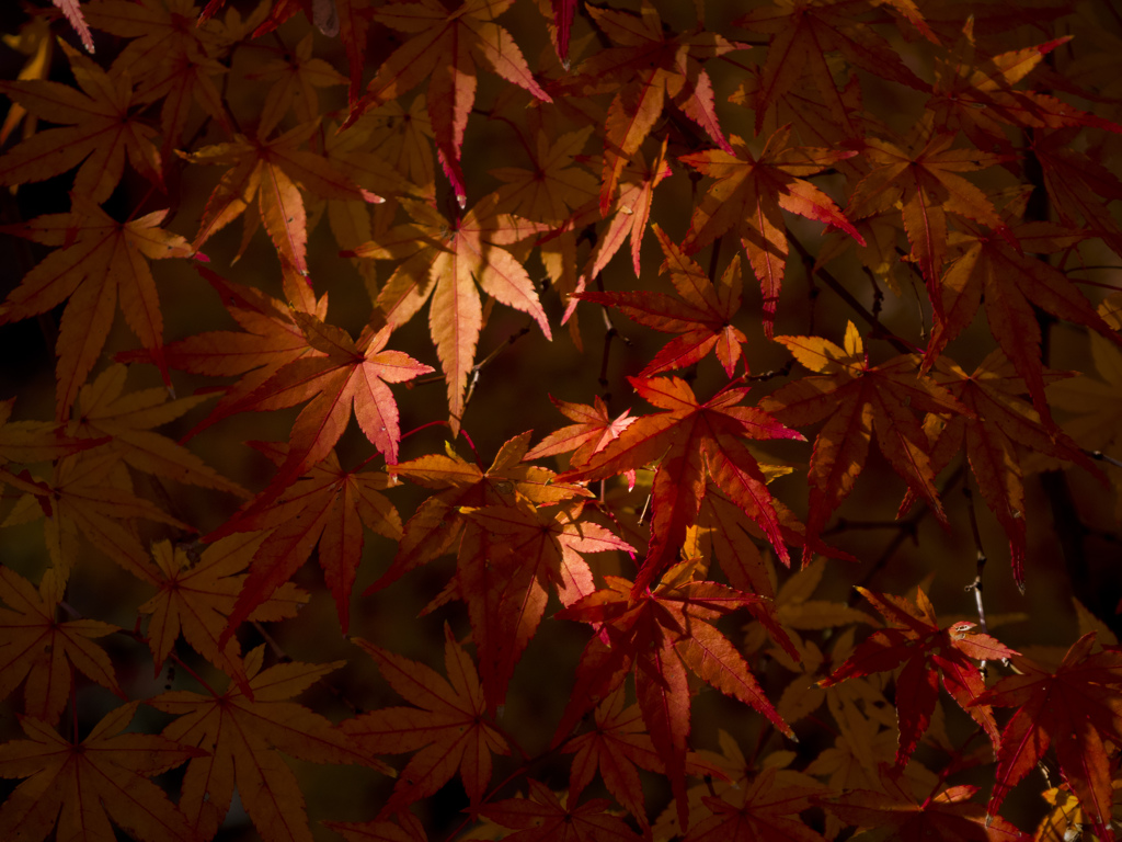 Autumnal leaves１
