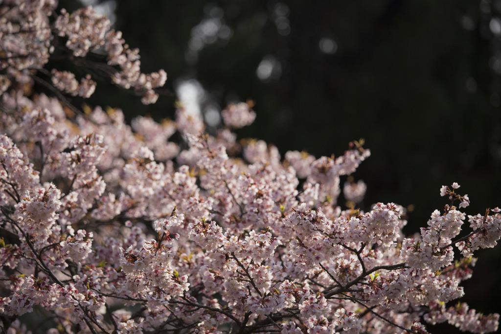 山桜