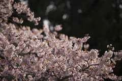山桜