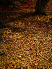 Autumnal leaves4