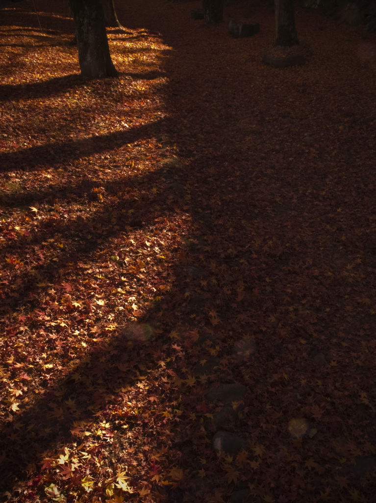 Autumnal leaves5