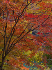 嵐山2