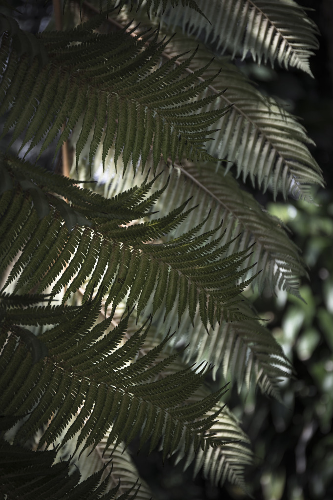 Pteridophyta