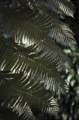 Pteridophyta