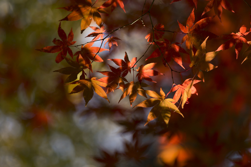 照紅葉