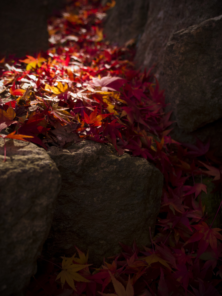 Autumnal leaves8