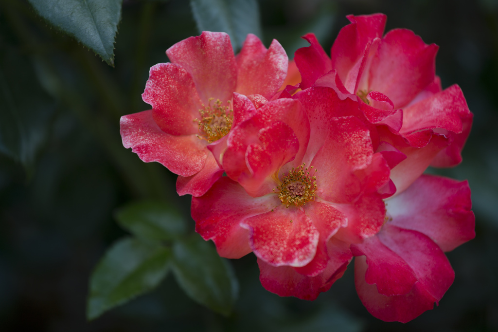 薔薇　大井戸公園　2