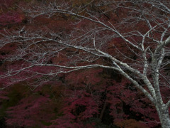 Autumnal leaves7