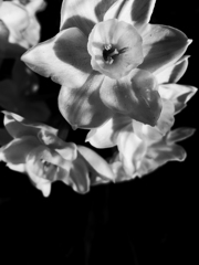 Narcissus