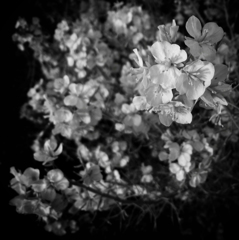 夢の中の花