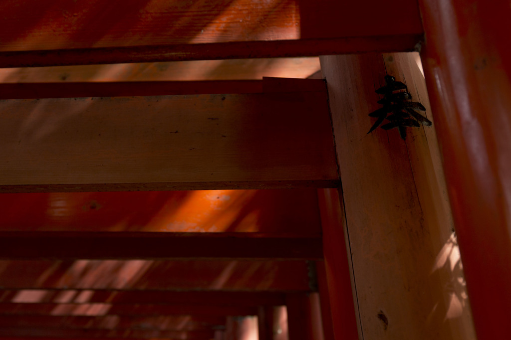 お散歩　下鴨神社～哲学の道　4