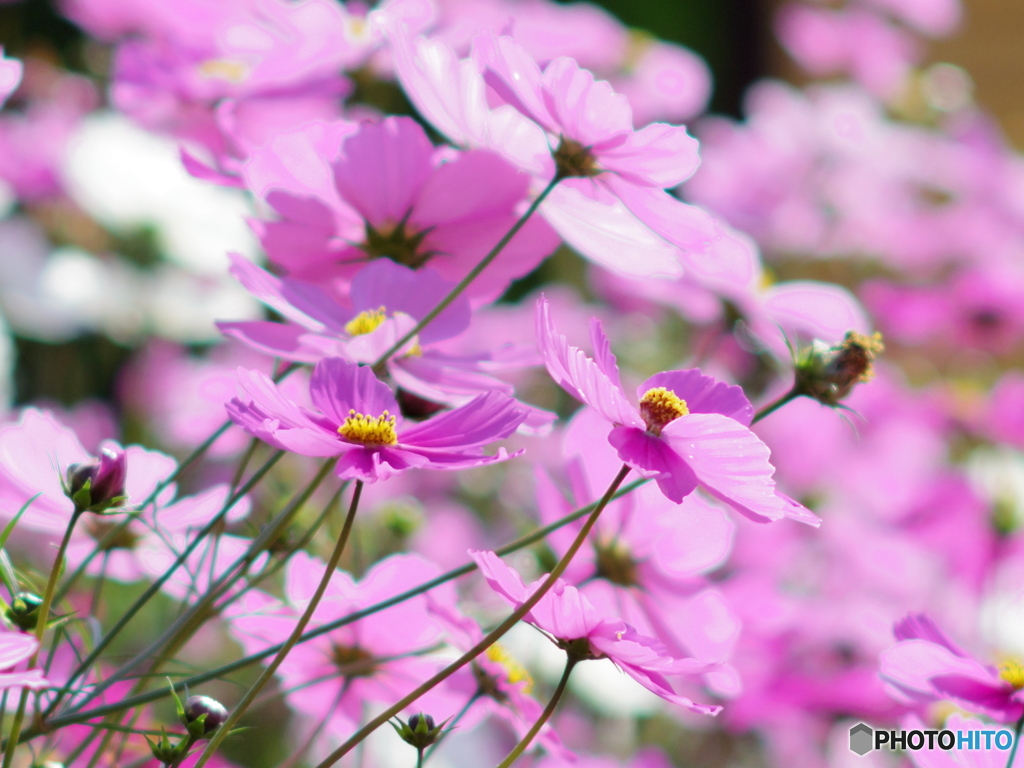 秋桜