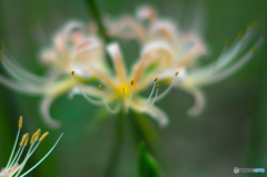 シロバナマンジュシャゲ　（白花曼珠沙華）