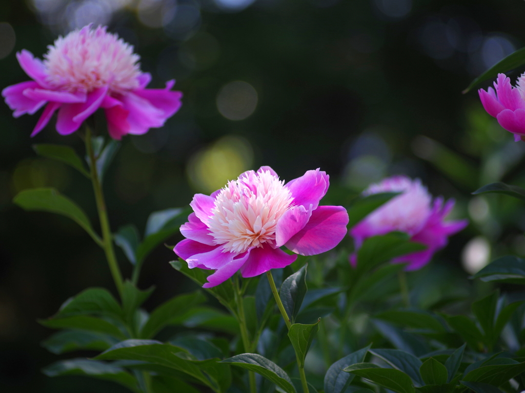 歩く姿も芍薬