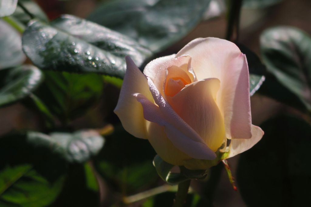 陰翳薔薇