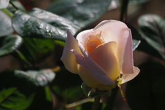 陰翳薔薇