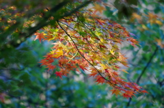 さわやかな紅葉