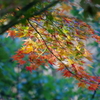 さわやかな紅葉
