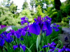 花菖蒲A