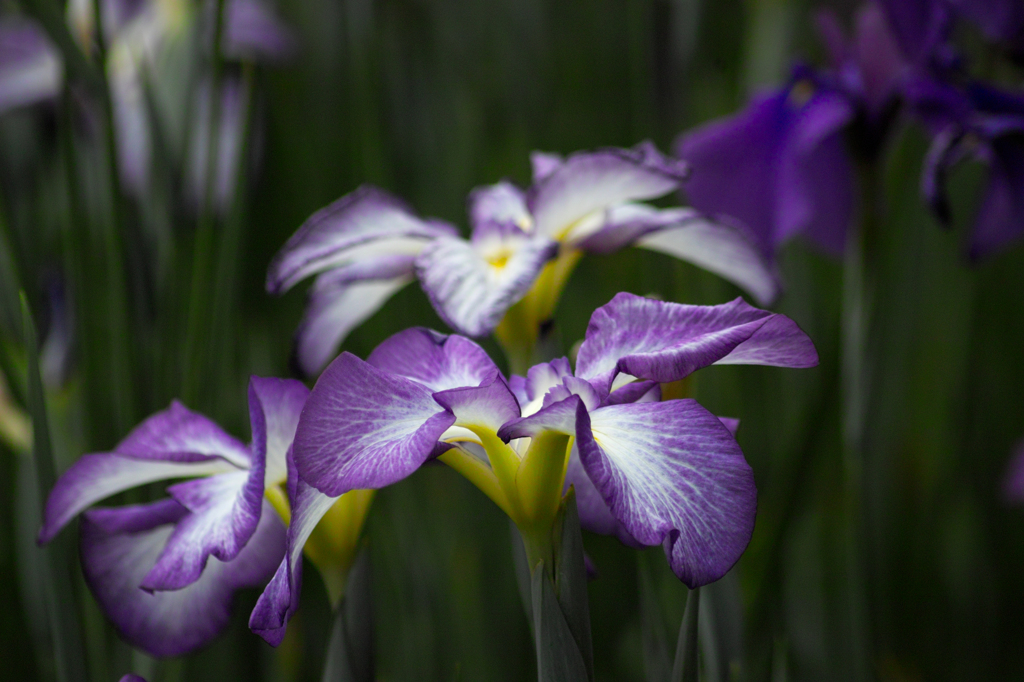 花菖蒲