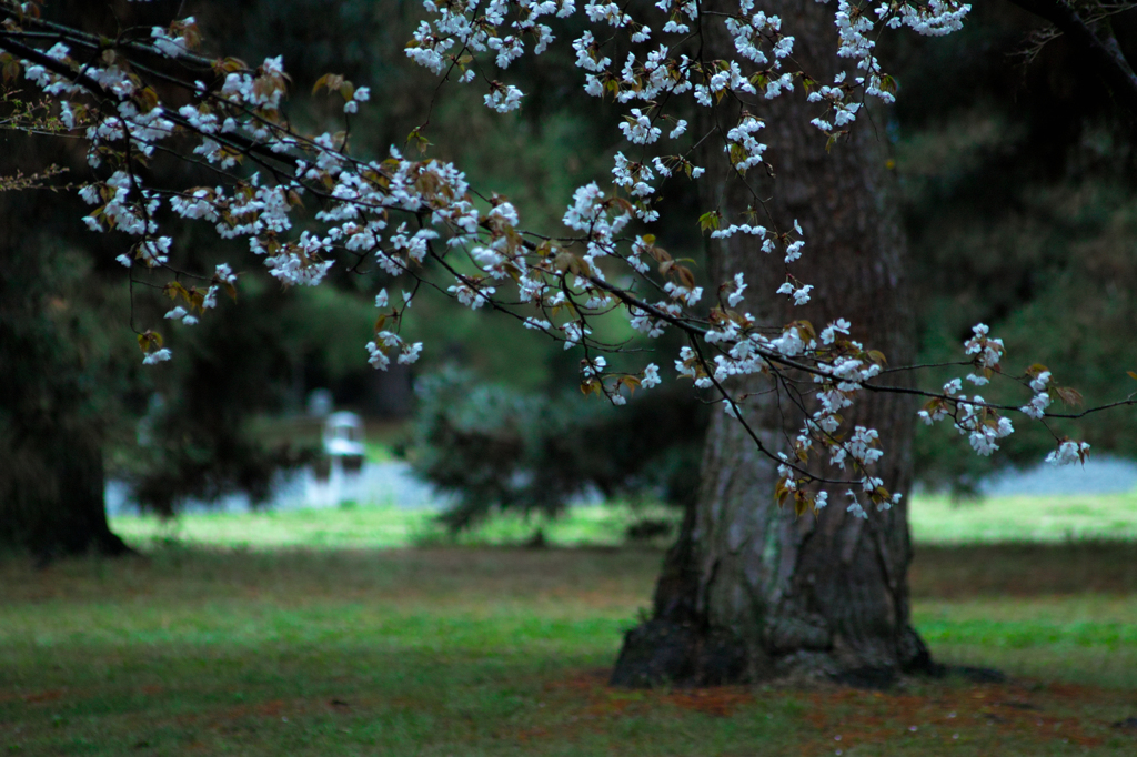 早朝桜