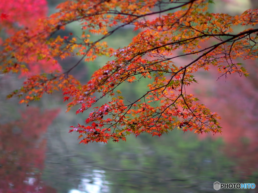 岸辺の紅葉