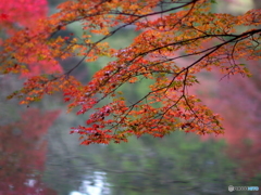 岸辺の紅葉