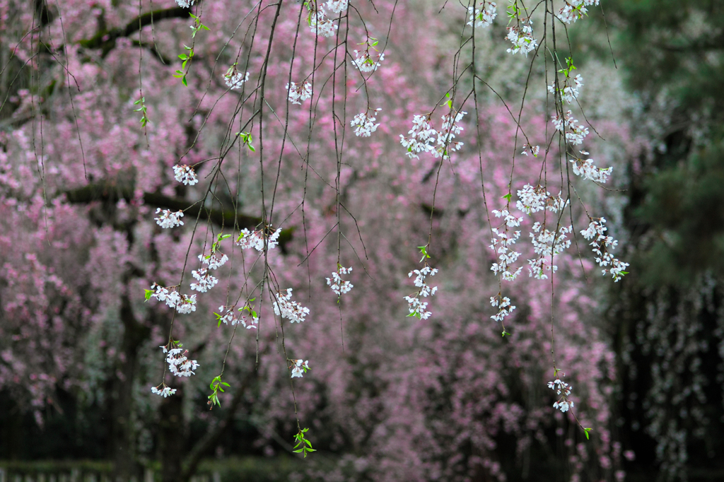 枝垂桜