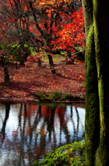 水辺の紅葉