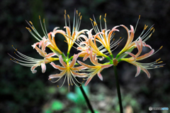 華やかな曼珠沙華