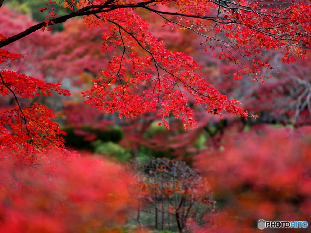 紅葉