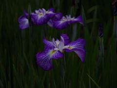 花菖蒲1