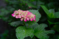 雨後の紫陽花