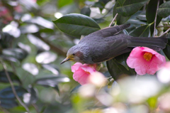 椿の蜜を食べる鳥